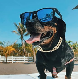 CUIDADOS DE LAS MASCOTAS EN VERANO
