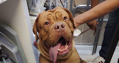Centro Veterinario Pereyra
